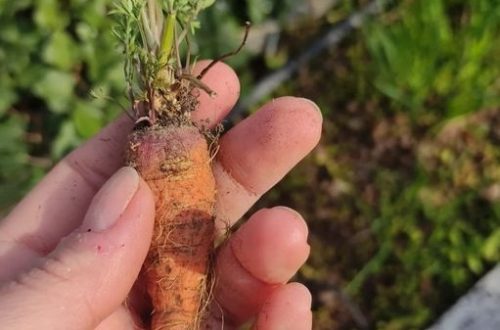 Baricco e carote