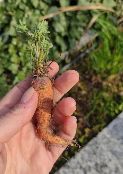 Baricco e carote